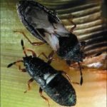 Florida Chinch Bug - Adult