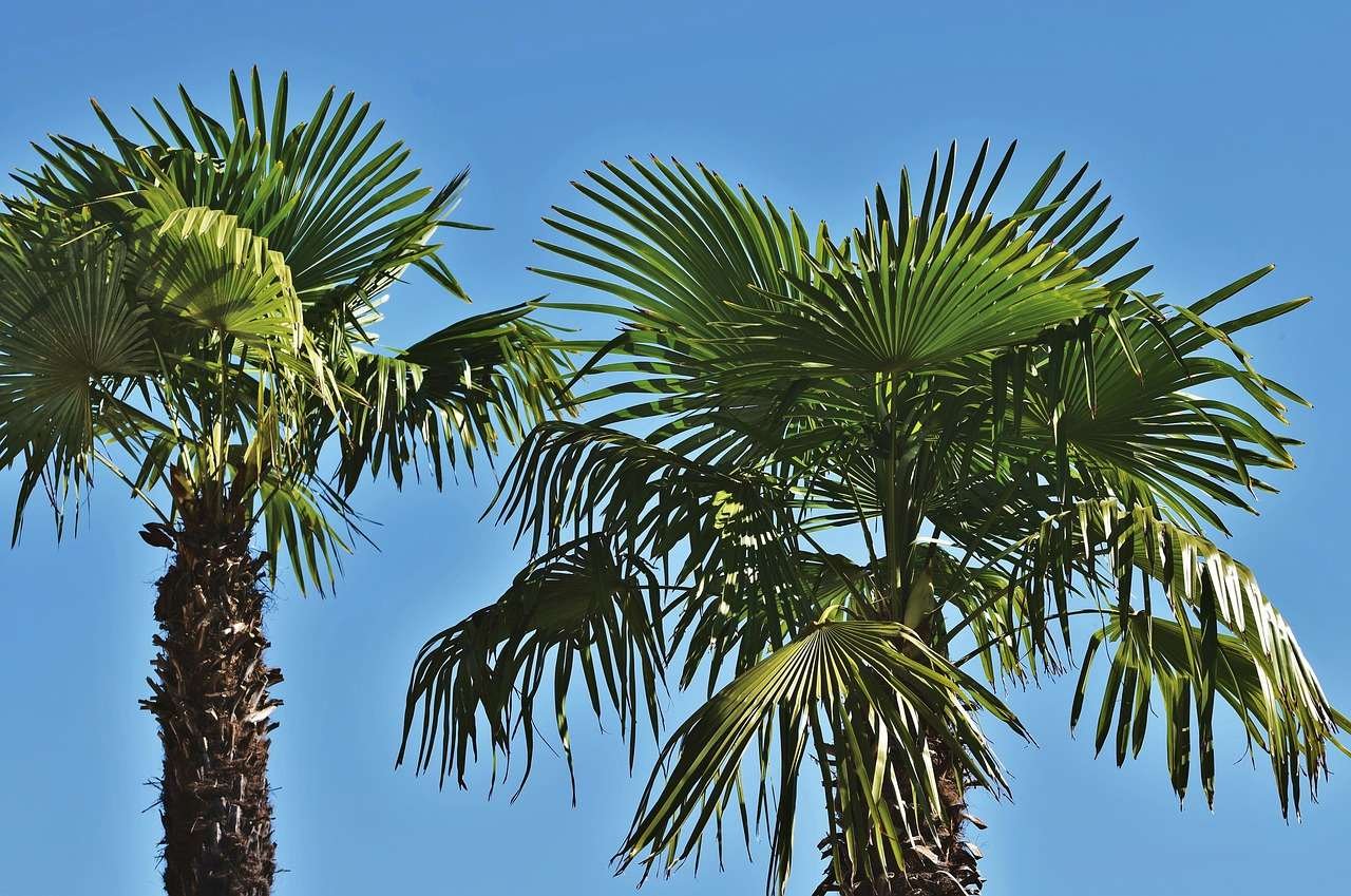 Planting Palms tips. Follow these tips for palms to be healthy and grow to their fullest potential