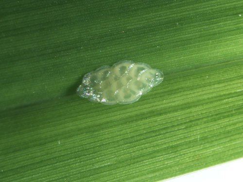 Image of Tropical sod webworm egg cluster